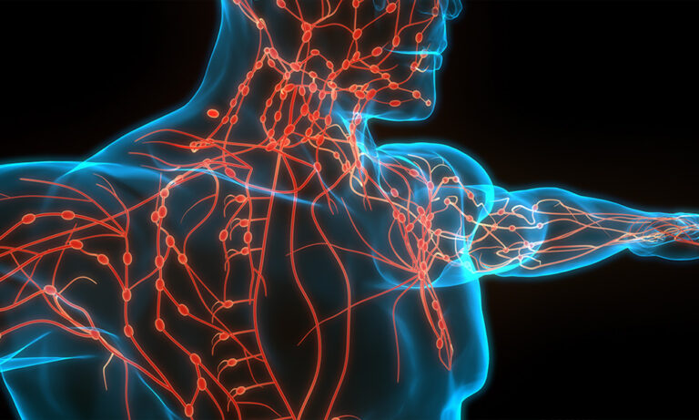 Lymphatic System