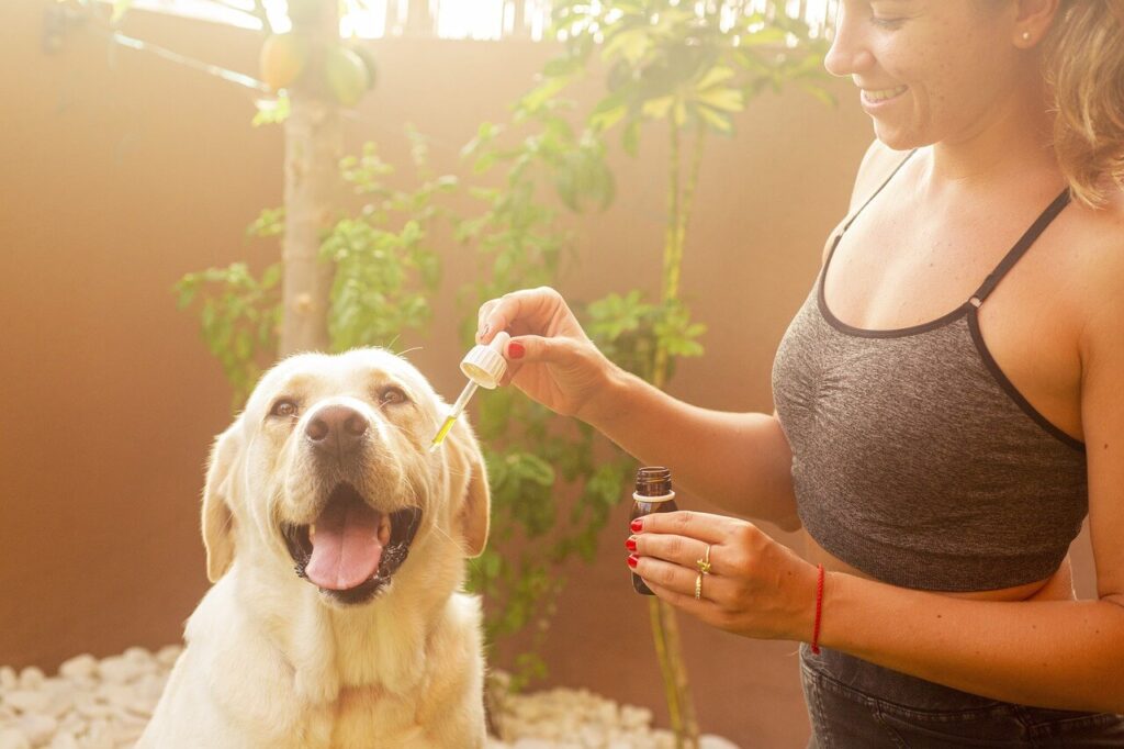 CBD for dogs