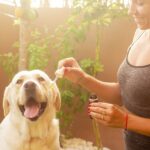 CBD for dogs