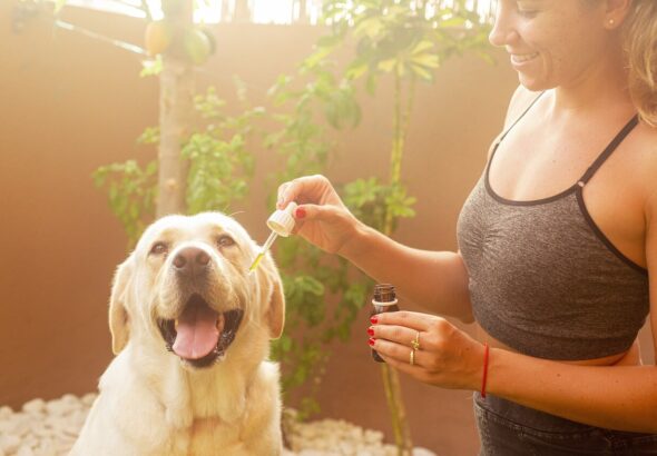 CBD for dogs