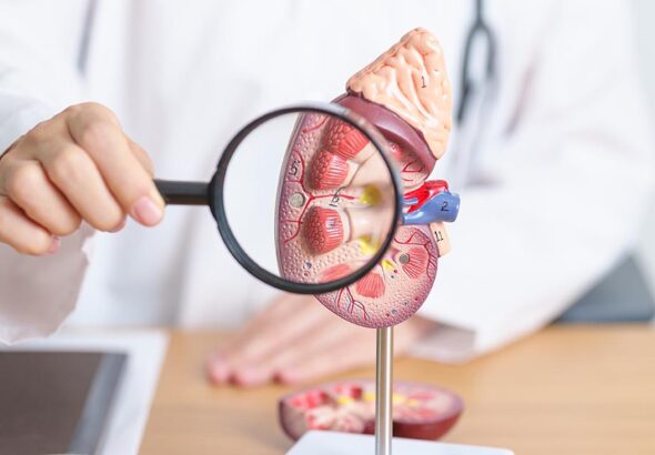 Doctor,With,Kidney,Adrenal,Gland,Anatomy,Model,And,Magnifying,Glass.