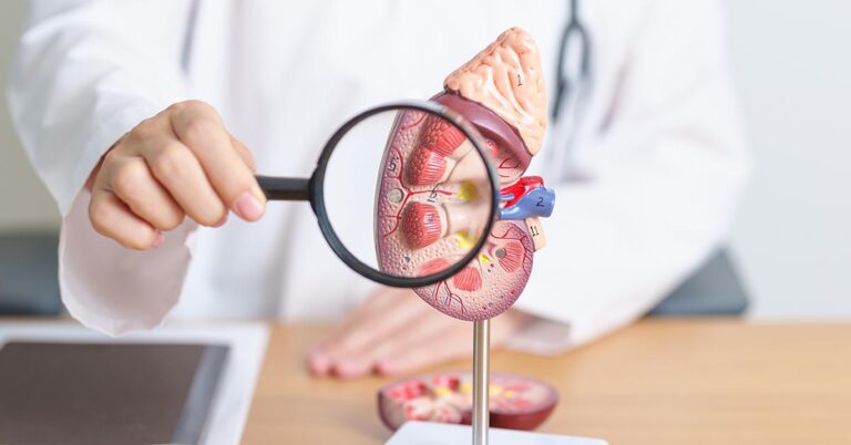 Doctor,With,Kidney,Adrenal,Gland,Anatomy,Model,And,Magnifying,Glass.